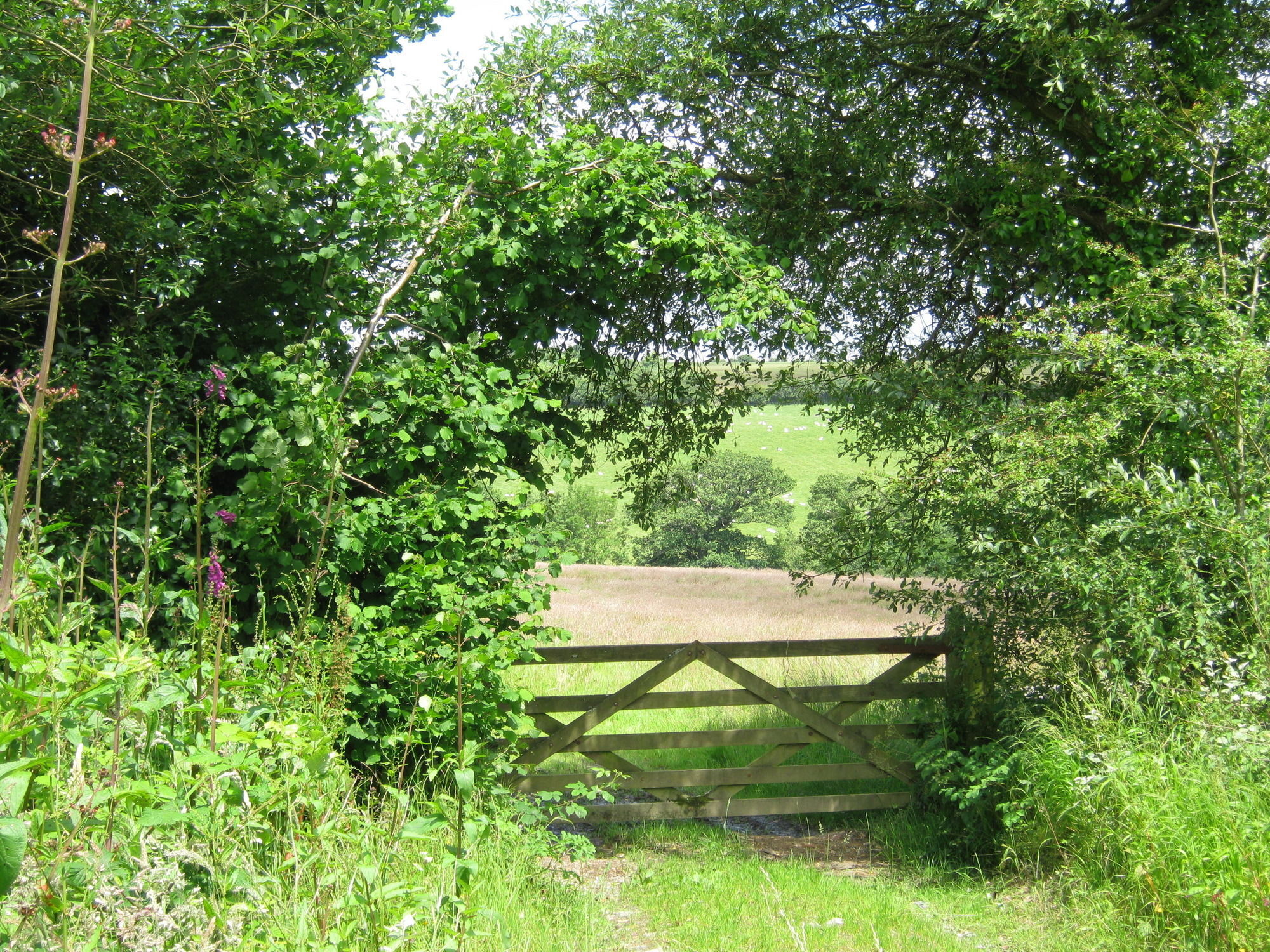 Bed and Breakfast Hollamoor Farm Barnstaple Exterior foto